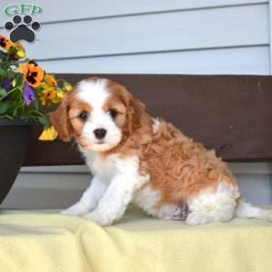 Mickey, Cavapoo Puppy