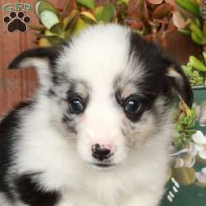 Mickey, Pembroke Welsh Corgi Puppy