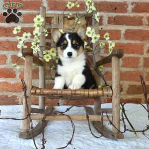 Mickey, Pembroke Welsh Corgi Puppy