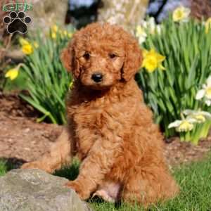 Mickey, Mini Labradoodle Puppy