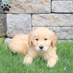 Mickey, Golden Retriever Puppy