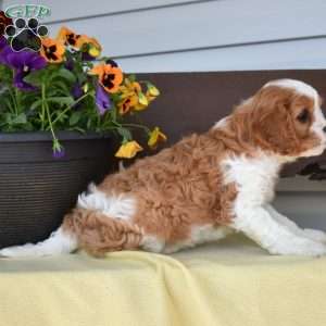 Mickey, Cavapoo Puppy