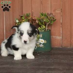 Mickey, Pembroke Welsh Corgi Puppy