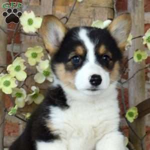 Mickey, Pembroke Welsh Corgi Puppy
