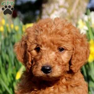 Mickey, Mini Labradoodle Puppy