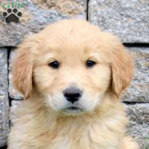 Mickey, Golden Retriever Puppy