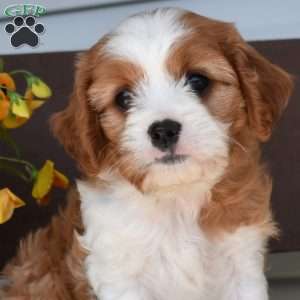 Mickey, Cavapoo Puppy