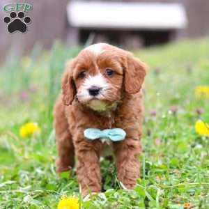 Mickey, Cavapoo Puppy
