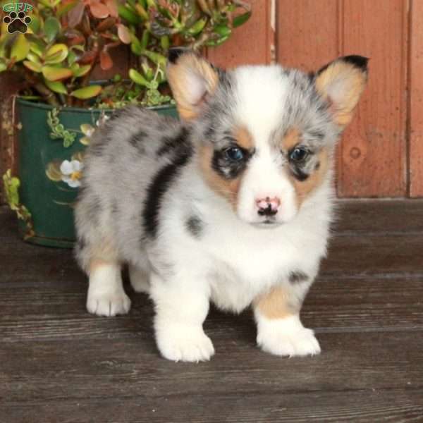 Mila, Pembroke Welsh Corgi Puppy