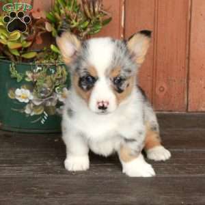Mila, Pembroke Welsh Corgi Puppy
