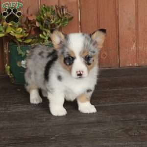 Mila, Pembroke Welsh Corgi Puppy
