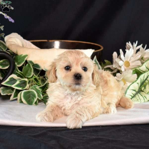 Miles, Maltipoo Puppy