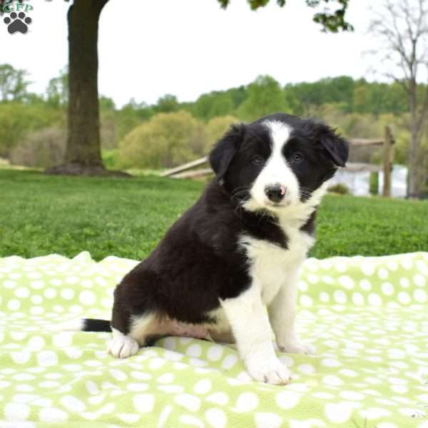 Miles, Border Collie Puppy
