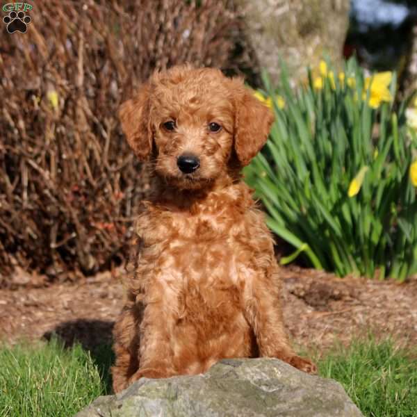 Miles, Mini Labradoodle Puppy