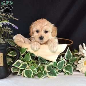 Miles, Maltipoo Puppy