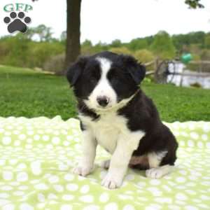 Miles, Border Collie Puppy