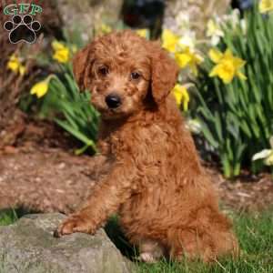 Miles, Mini Labradoodle Puppy
