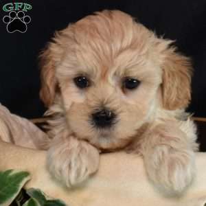 Miles, Maltipoo Puppy