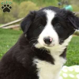 Miles, Border Collie Puppy