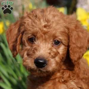 Miles, Mini Labradoodle Puppy