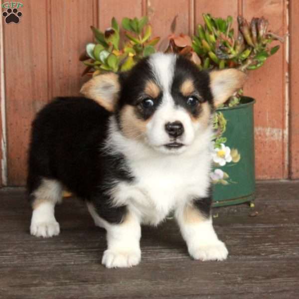 Millie, Pembroke Welsh Corgi Puppy