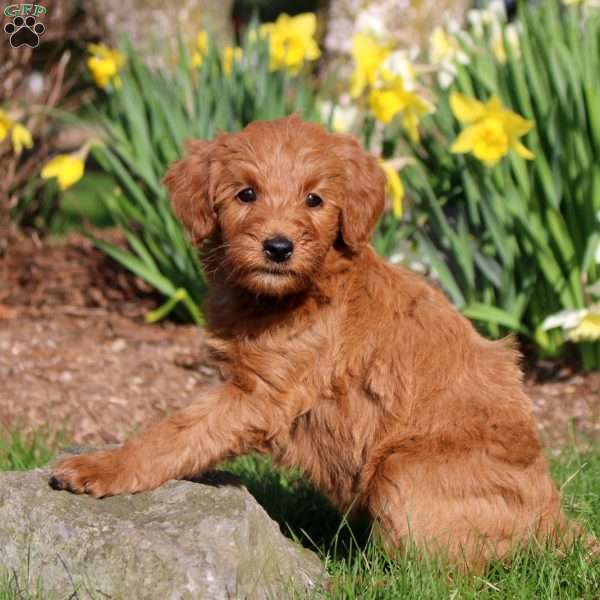 Millie, Mini Labradoodle Puppy