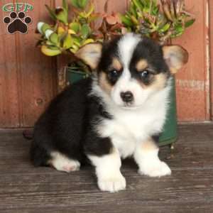 Millie, Pembroke Welsh Corgi Puppy