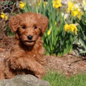 Millie, Mini Labradoodle Puppy