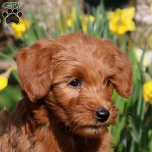 Millie, Mini Labradoodle Puppy