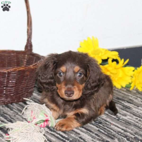 Milo, Dachshund Puppy