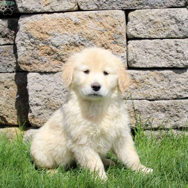 Milo, Golden Retriever Puppy