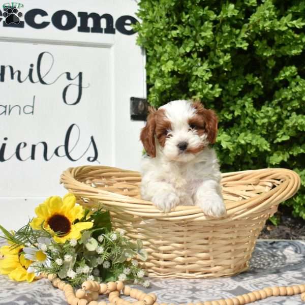 Milo, Cavapoo Puppy