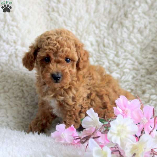 Milo, Toy Poodle Puppy