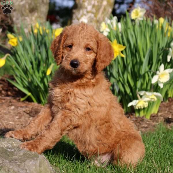 Milo, Mini Labradoodle Puppy