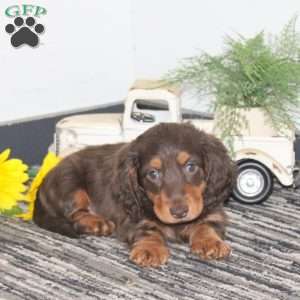 Milo, Dachshund Puppy