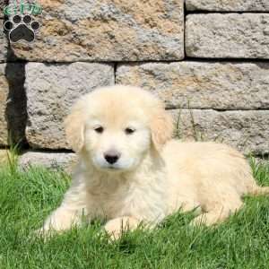 Milo, Golden Retriever Puppy