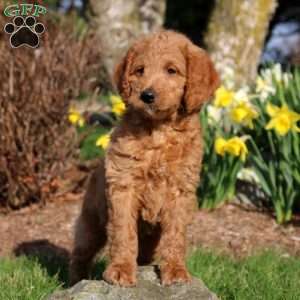 Milo, Mini Labradoodle Puppy