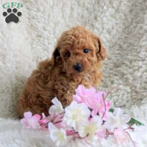 Milo, Toy Poodle Puppy