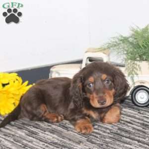 Milo, Dachshund Puppy