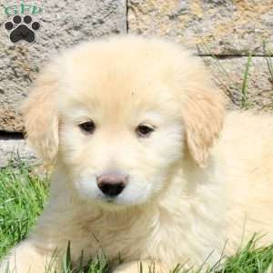 Milo, Golden Retriever Puppy
