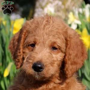 Milo, Mini Labradoodle Puppy