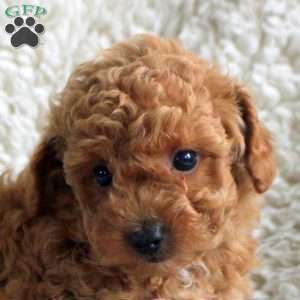 Milo, Toy Poodle Puppy