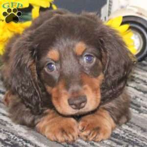 Milo, Dachshund Puppy