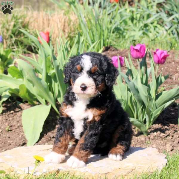 Mindy, Mini Bernedoodle Puppy