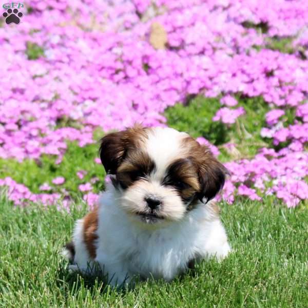 Mindy, Shih Tzu Puppy