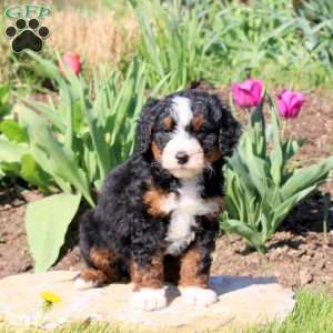 Mindy, Mini Bernedoodle Puppy