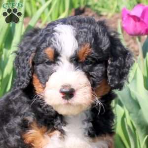 Mindy, Mini Bernedoodle Puppy