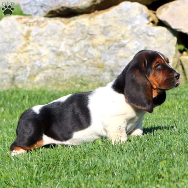 Mindy, Basset Hound Puppy