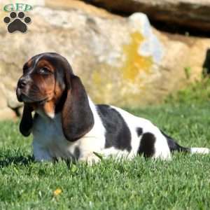 Mindy, Basset Hound Puppy