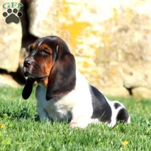 Mindy, Basset Hound Puppy